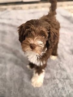 Tarheel's Hazel Ever After