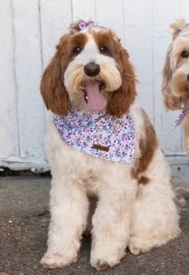 Tarheel's Maggie Mae