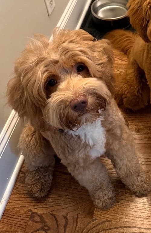 Tarheel's Floating on Hope 'Byrdie'