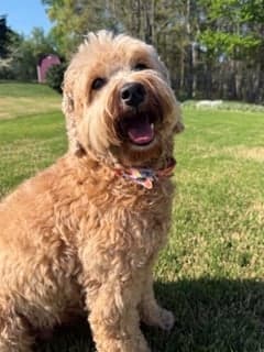 Ocean State's Chasing Dreams 'Charlee'