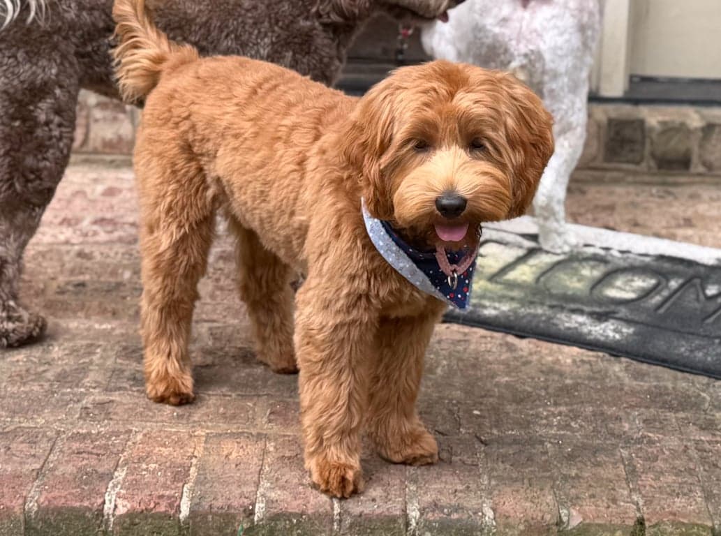 Tarheel's Funny Girl Lucille Ball 'LuLu'