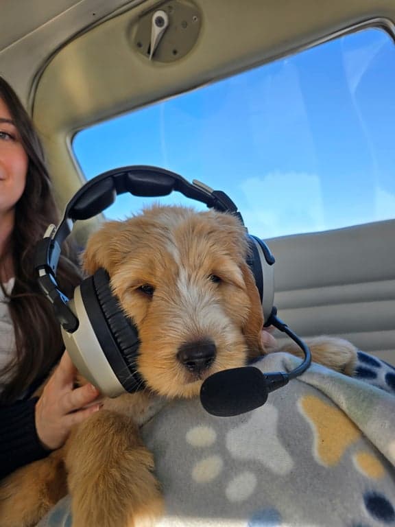 An Australian Labradoodle from Tarheel Labradoodles of Troutman, NC en route to their new home via helicoper! The puppy is wearing a aviation headset for the camera!