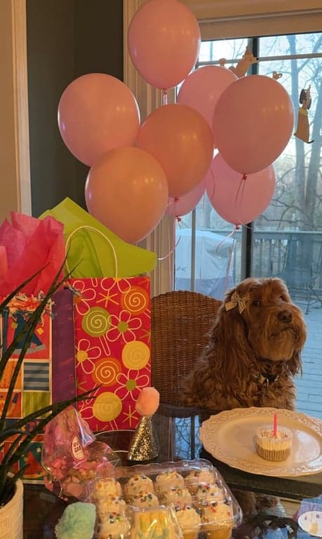 An Australian Labradoodle from Tarheel Labradoodles celebrating her birthday, sitting at a table in front of a pupcake, surrounded by balloons.