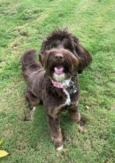 Tarheel's Hometown Glory Adele 'Addie'