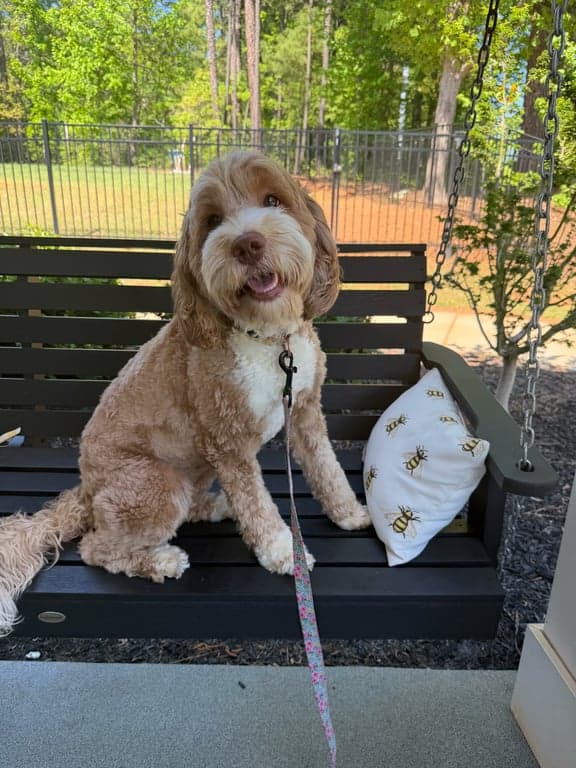 Tarheel's Uptown Girl Brinkley