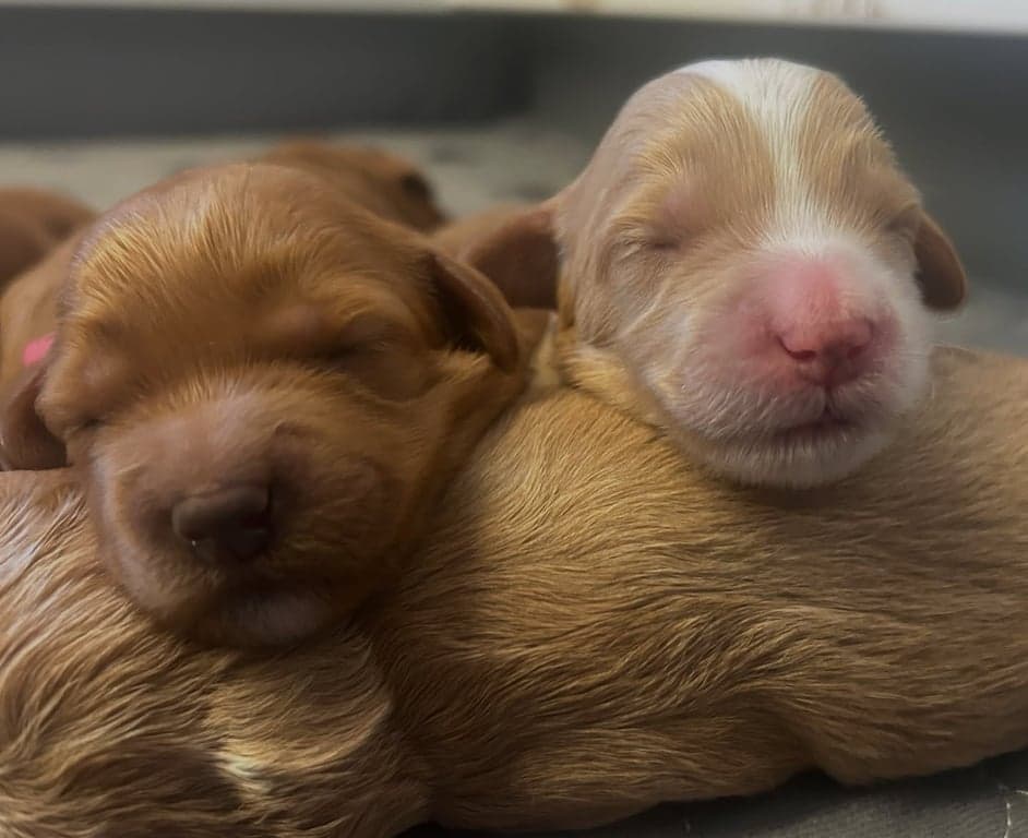 Puppies playing and socializing