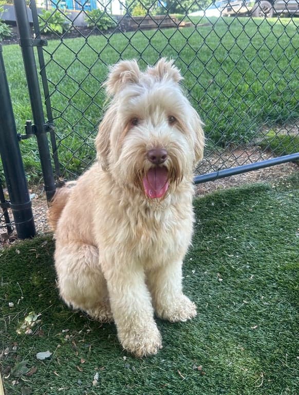 Tarheel's Southern Biscuit and Gravy 'Grady'