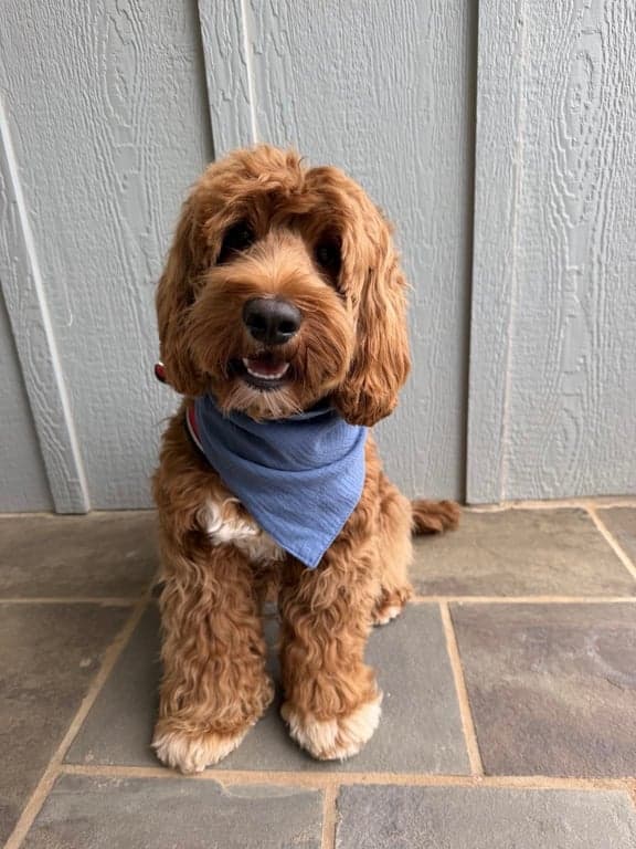 Charming Charlie looking up at the camera while sitting, a Tarheel Labdradoodle fan favorite!