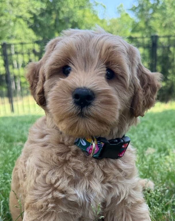 Tarheel's Pretty Woman 'Vivian'
