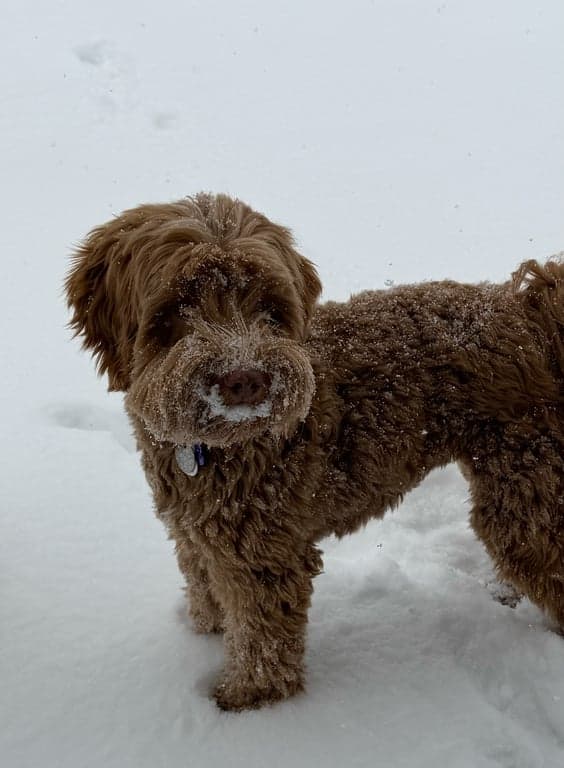 Tarheel's Friends With All Phoebe