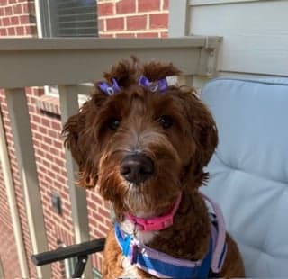 Tarheel's Carolina Ocean