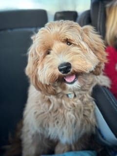 Tarheel's Keeping Secrets Penelope 'Nova'