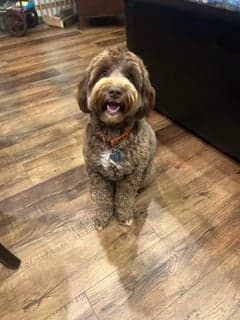 Tarheel's Southern Gal Remington 'Remi'