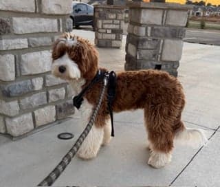 Tarheel's Southern Belle Sammie