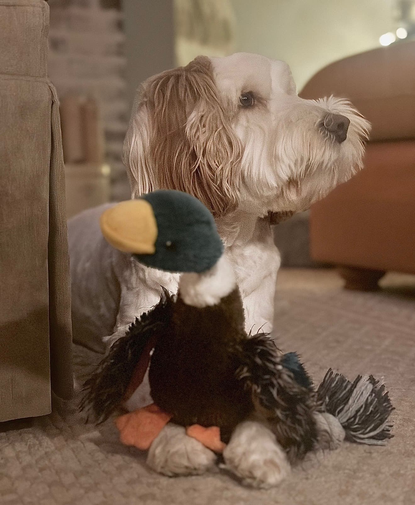 CalmLabradoodle puppy running around at Tarheel Labradoodles', a high-quality Australian Labradoodle breeder in North Carolina.