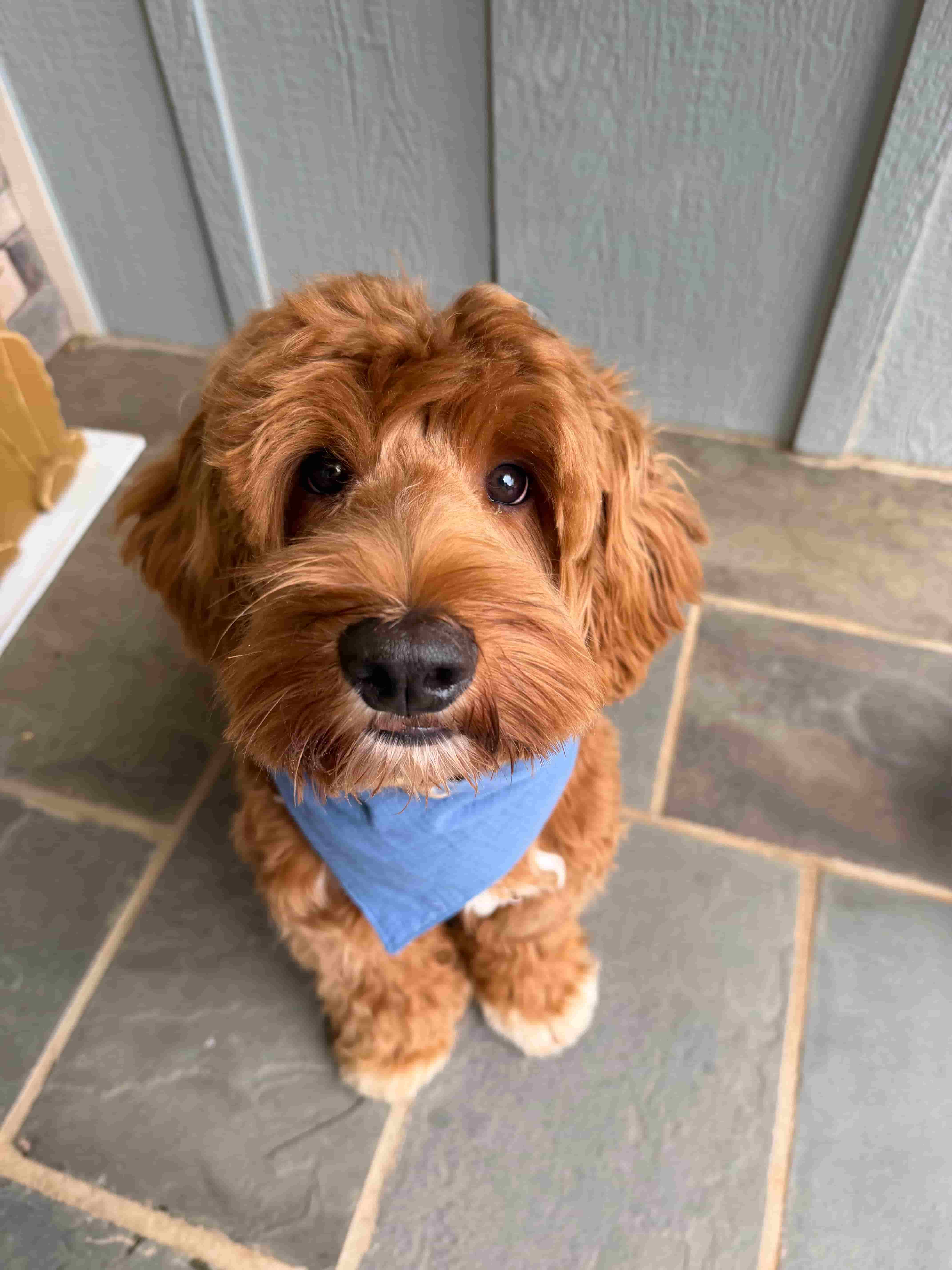 F1, F1B, or Multi-Gen? Decoding Australian Labradoodle Generations