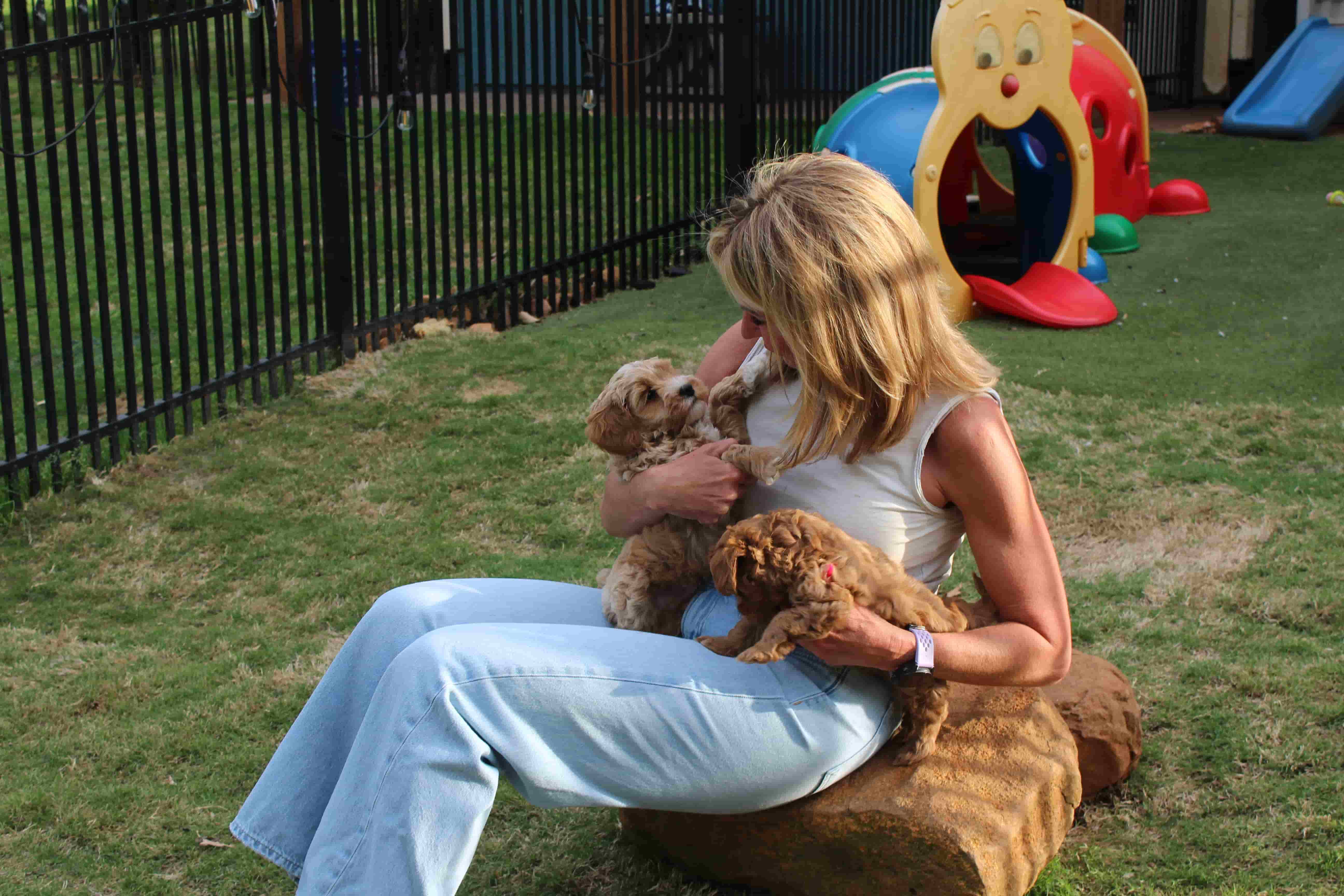 Evan Flury, Owner of Tarheel Labradoodles of Troutman, NC and President of the ALAA, a Silver Paw Australian Labradoodle breeder with puppies playing on the puppy-playground.