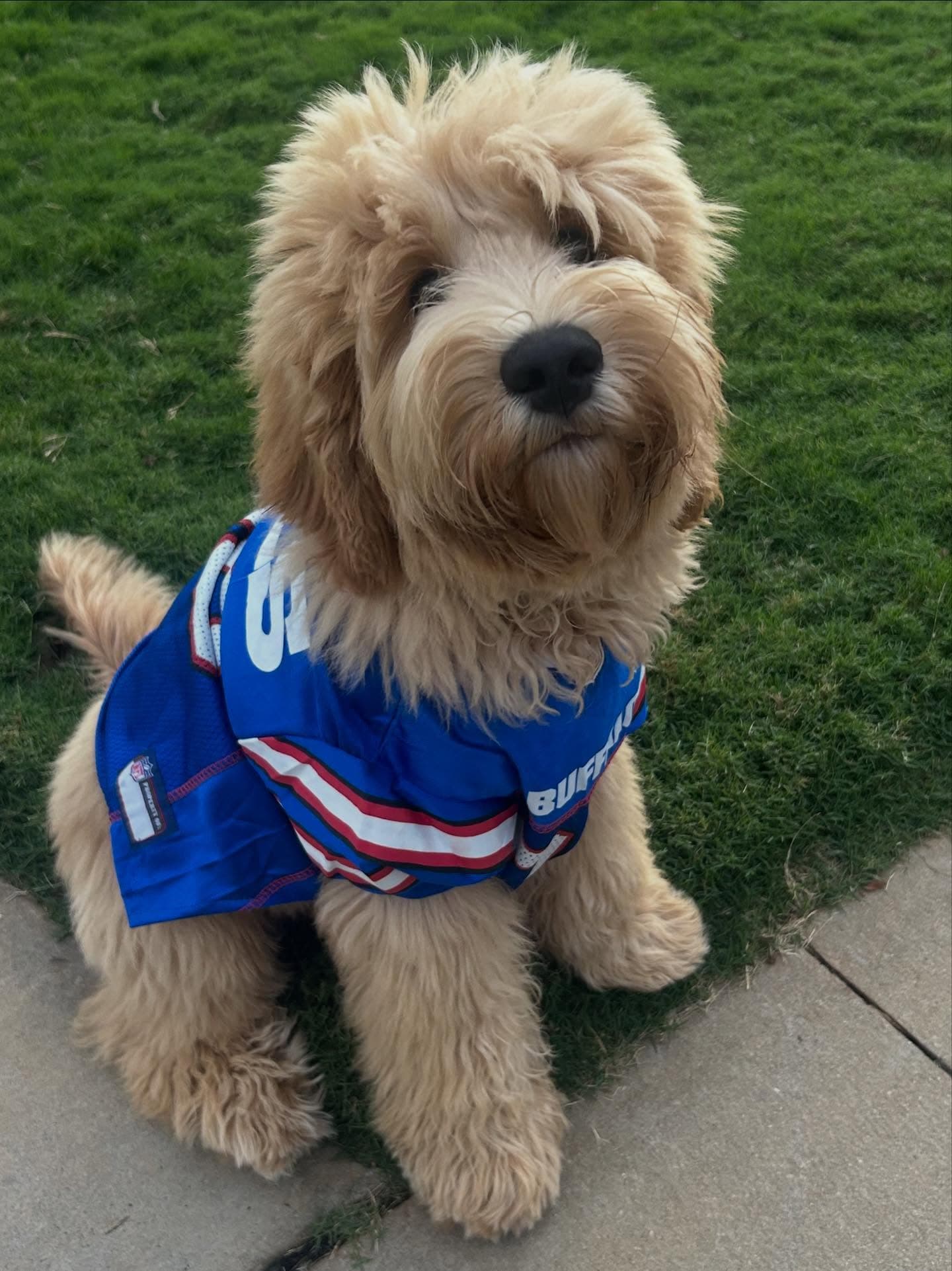 Buffalo Bills Fan