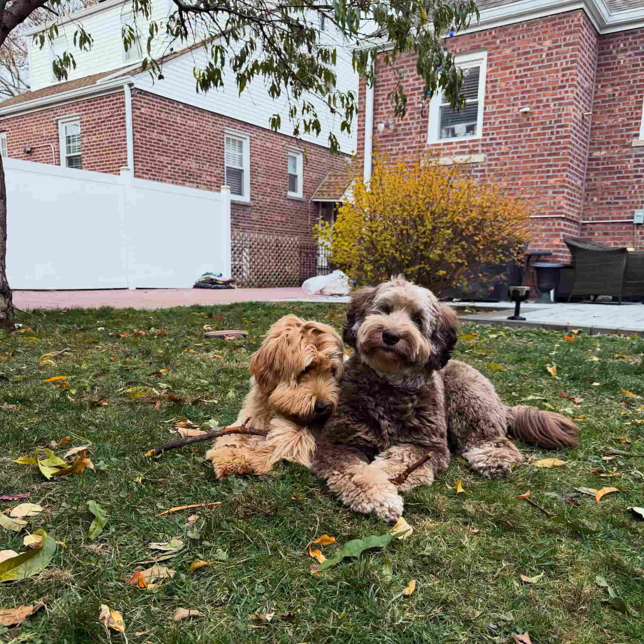 Labradoodle outside