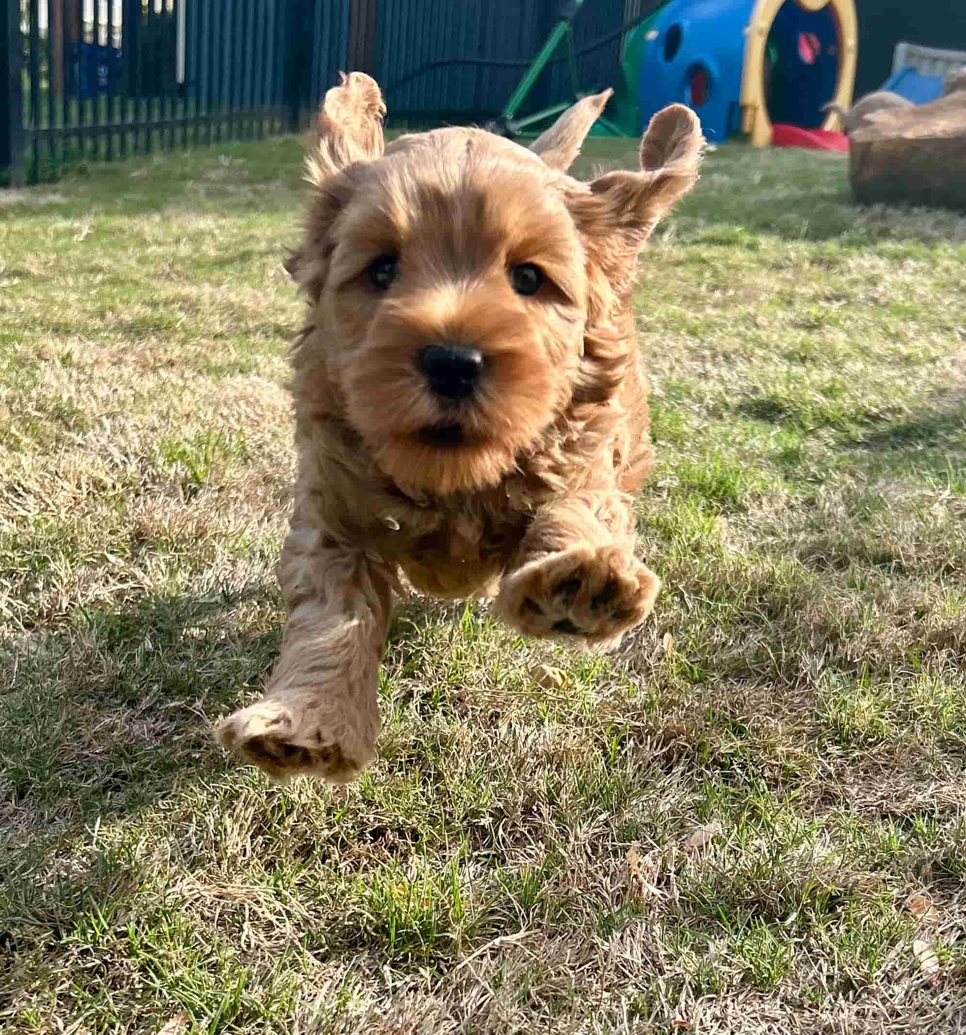 Happy Australian Labradoodle puppy running through the playground