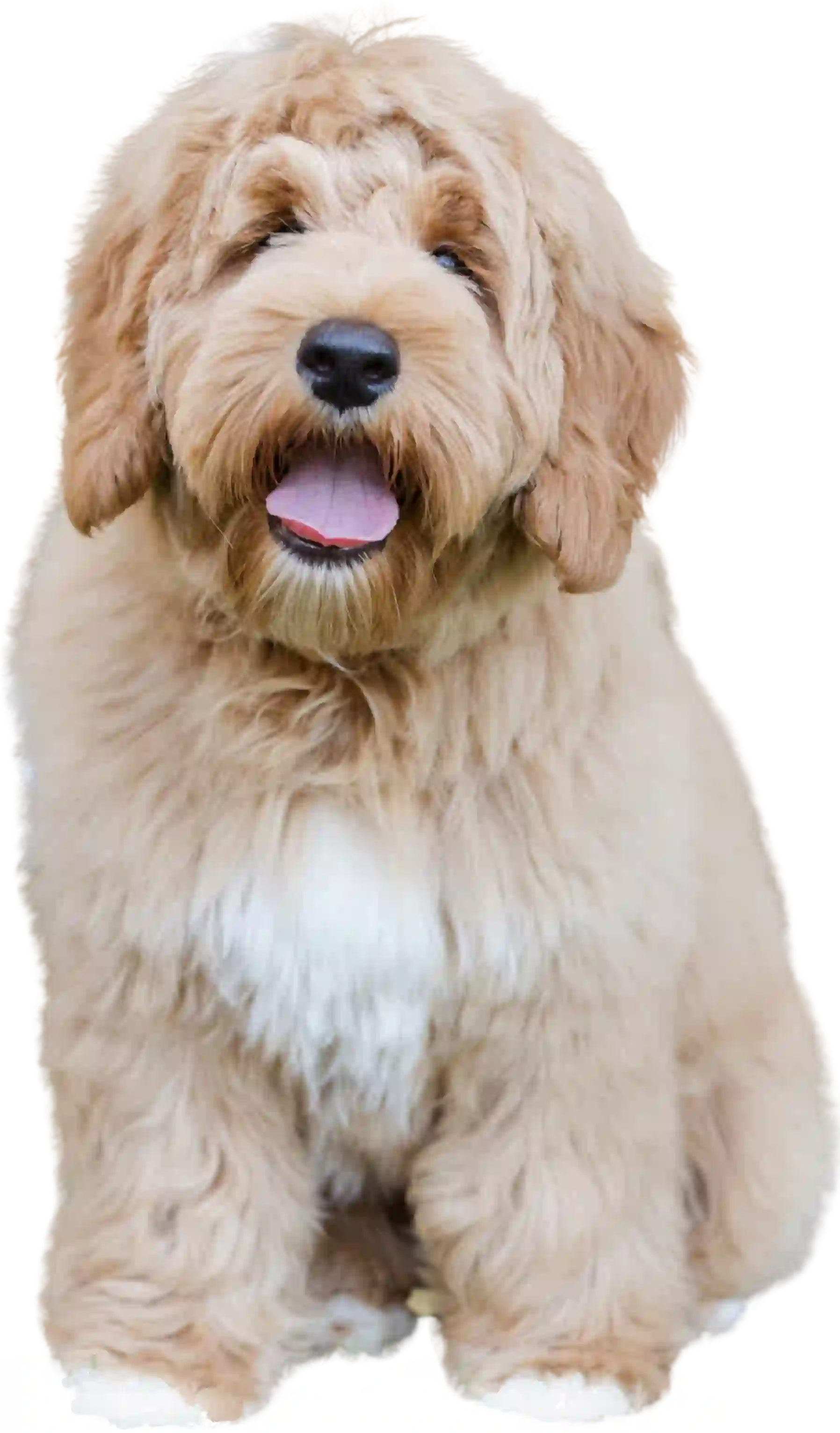 Adorable Australian Labradoodle puppy