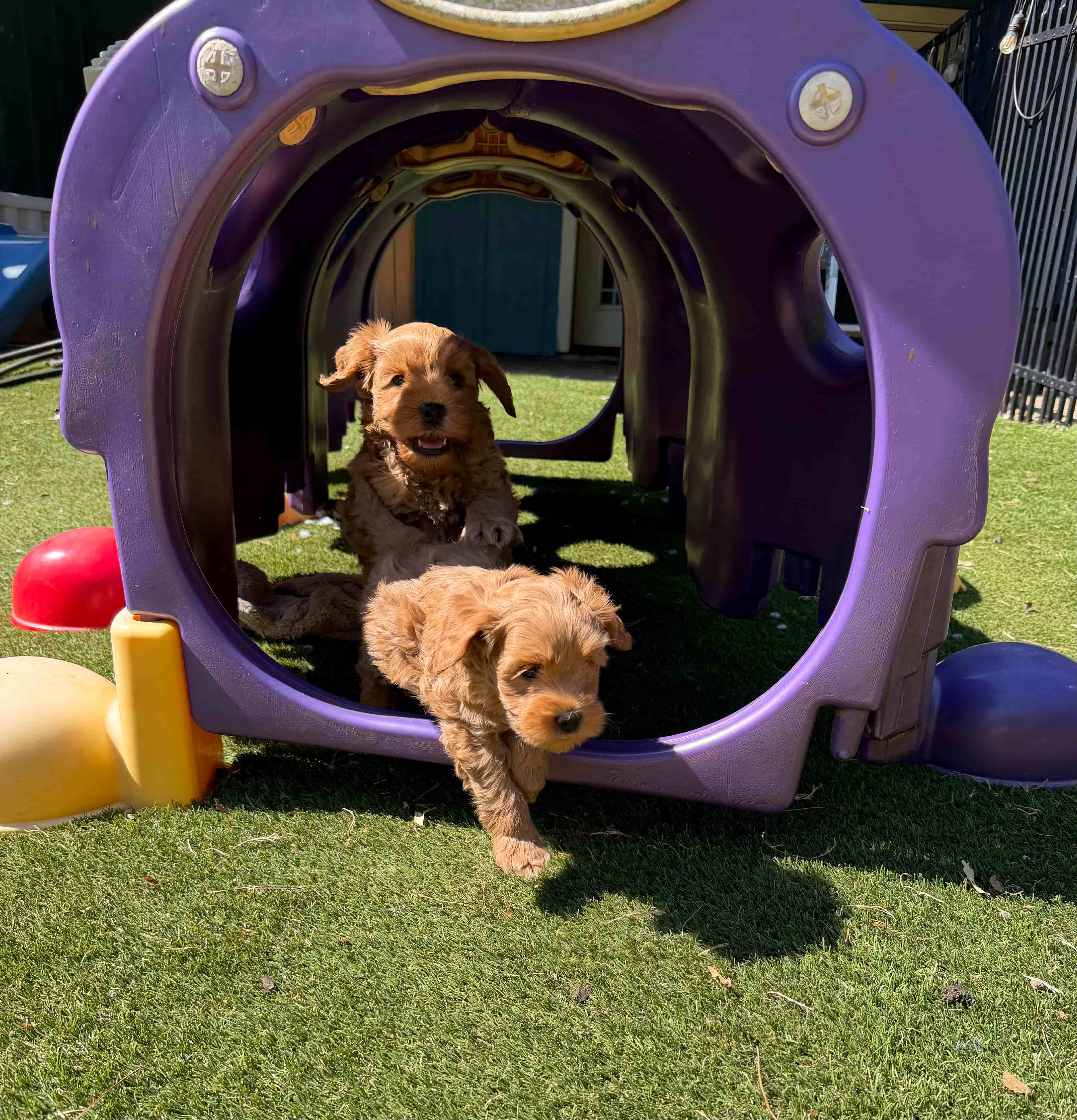 Evan with an Australian Labradoodle